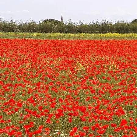 Les Bois Flottes En Re Sainte-Marie-de-Re