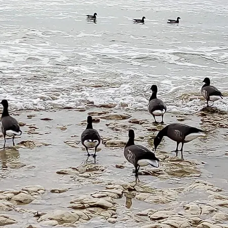 Les Bois Flottes En Re Sainte-Marie-de-Re