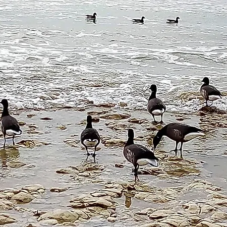 Les Bois Flottés En Ré