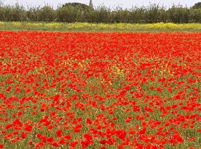 Les Bois Flottes En Re Sainte-Marie-de-Ré