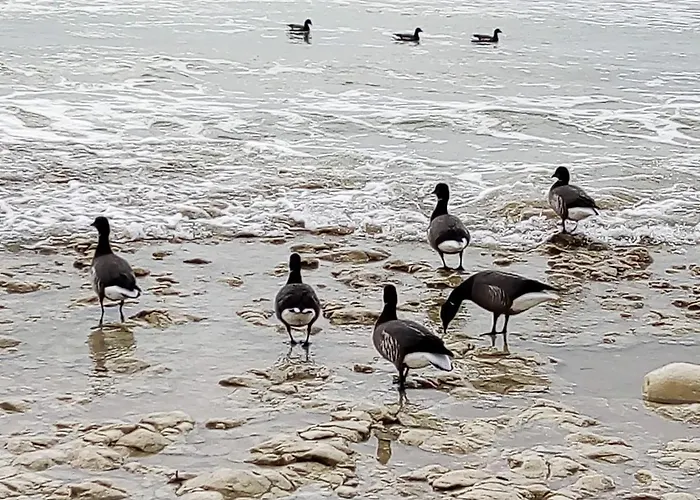 Les Bois Flottes En Re Sainte-Marie-de-Ré
